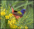 _9SB0231 painted bunting